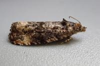 Endothenia oblongana