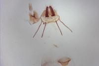 Endothenia oblongana