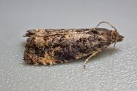 Endothenia ustulana