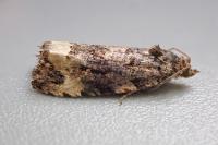Endothenia oblongana