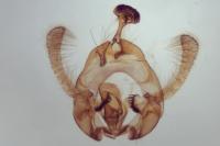 Endothenia oblongana