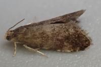 Strophedra nitidana