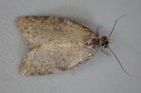 Capua vulgana