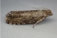 Epinotia nanana