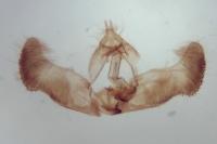Epinotia nanana