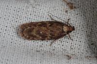 Depressaria albipunctella