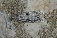 Diurnea fagella