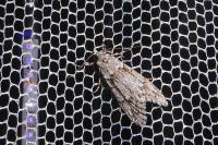 Diurnea fagella