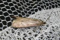 Tortricodes alternella