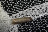 Tortricodes alternella