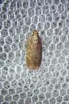 Depressaria albipunctella
