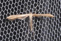 Emmelina monodactyla