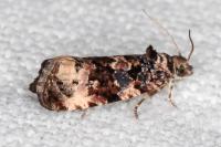 Endothenia gentianaeana