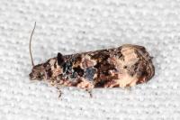 Endothenia gentianaeana