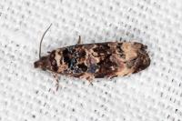 Endothenia gentianaeana