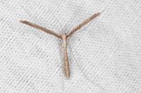 Agdistis heydenii