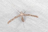 Agdistis heydenii