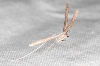 Agdistis heydenii