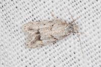 Symmoca signatella