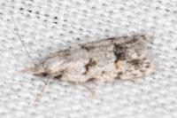 Symmoca signatella