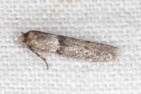 Blastobasis