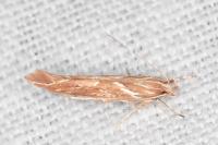 Pyroderces argyrogrammos