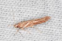 Pyroderces argyrogrammos