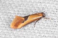 Batia lambdella