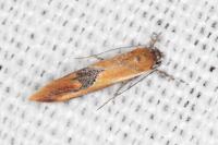 Batia lambdella