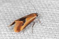 Batia lambdella