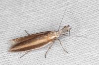 Pleurota