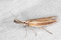 Pleurota