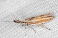 Pleurota