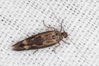 Scythris limbella