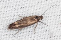 Scythris limbella
