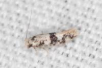 Infurcitinea atrifasciella