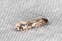 Infurcitinea