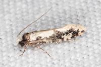 Infurcitinea