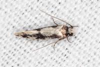 Infurcitinea