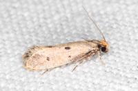 Tinea trinotella