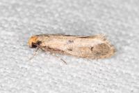 Tinea trinotella