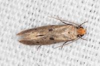 Tinea trinotella