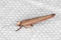 Zelleria hepariella