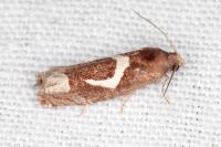 Epiblema foenella