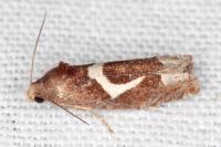Epiblema foenella