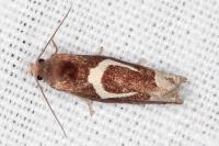 Epiblema foenella
