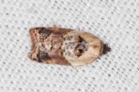 Acleris variegana