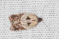 Acleris variegana