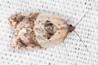 Acleris variegana
