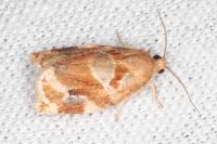 Archips xylosteana